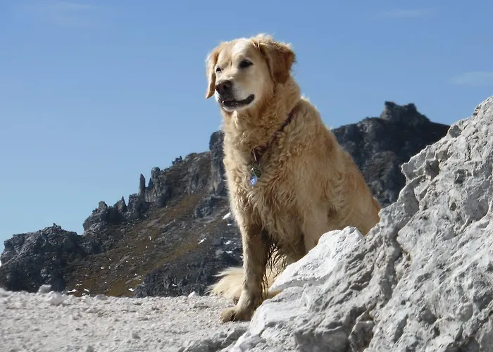 לינה וארוחת בוקר Steinadler ניוסטיפט אים סטובאיטל